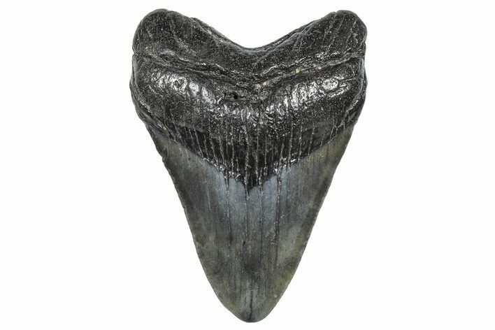 Juvenile Megalodon Tooth - South Carolina #359017